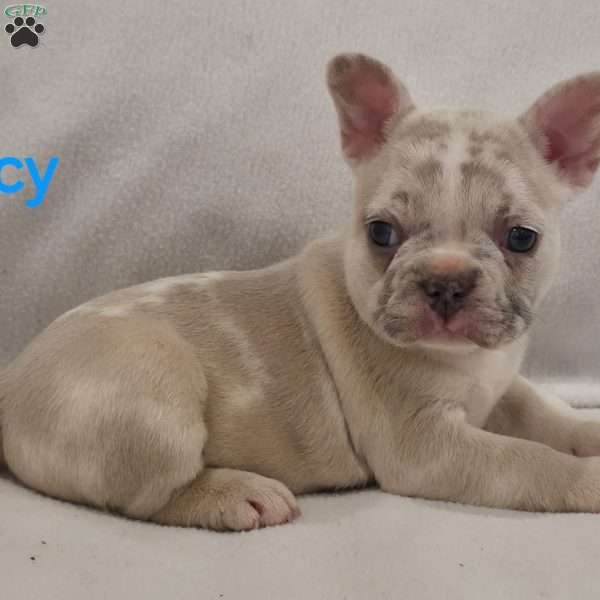 Lacy, French Bulldog Puppy